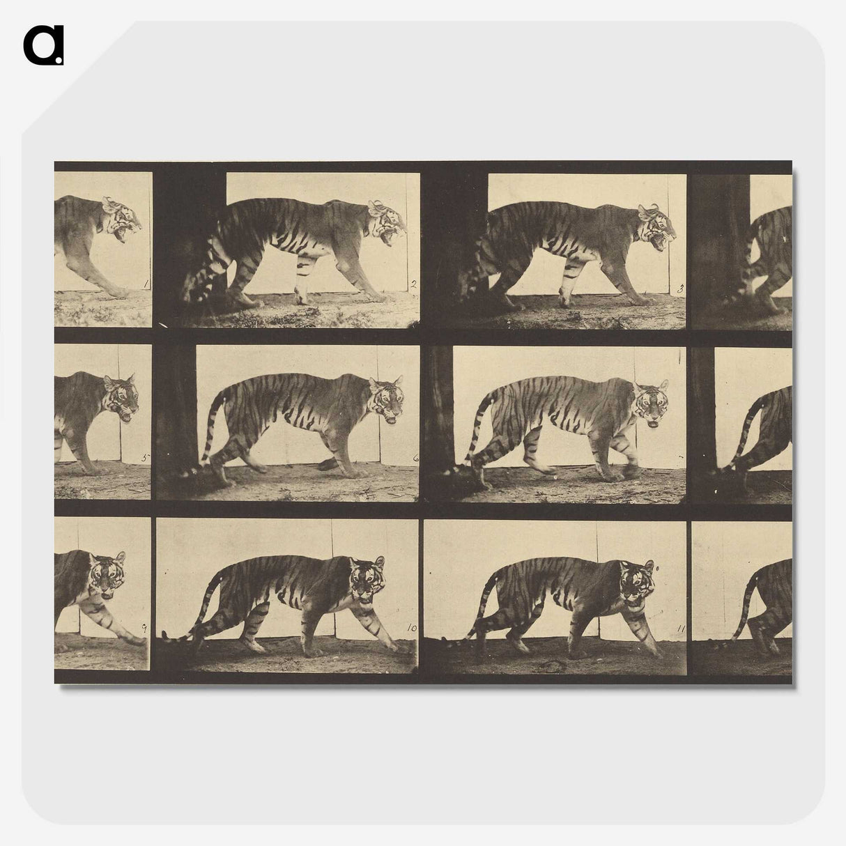 3-29_Eadweard-Muybridge_picture-crop