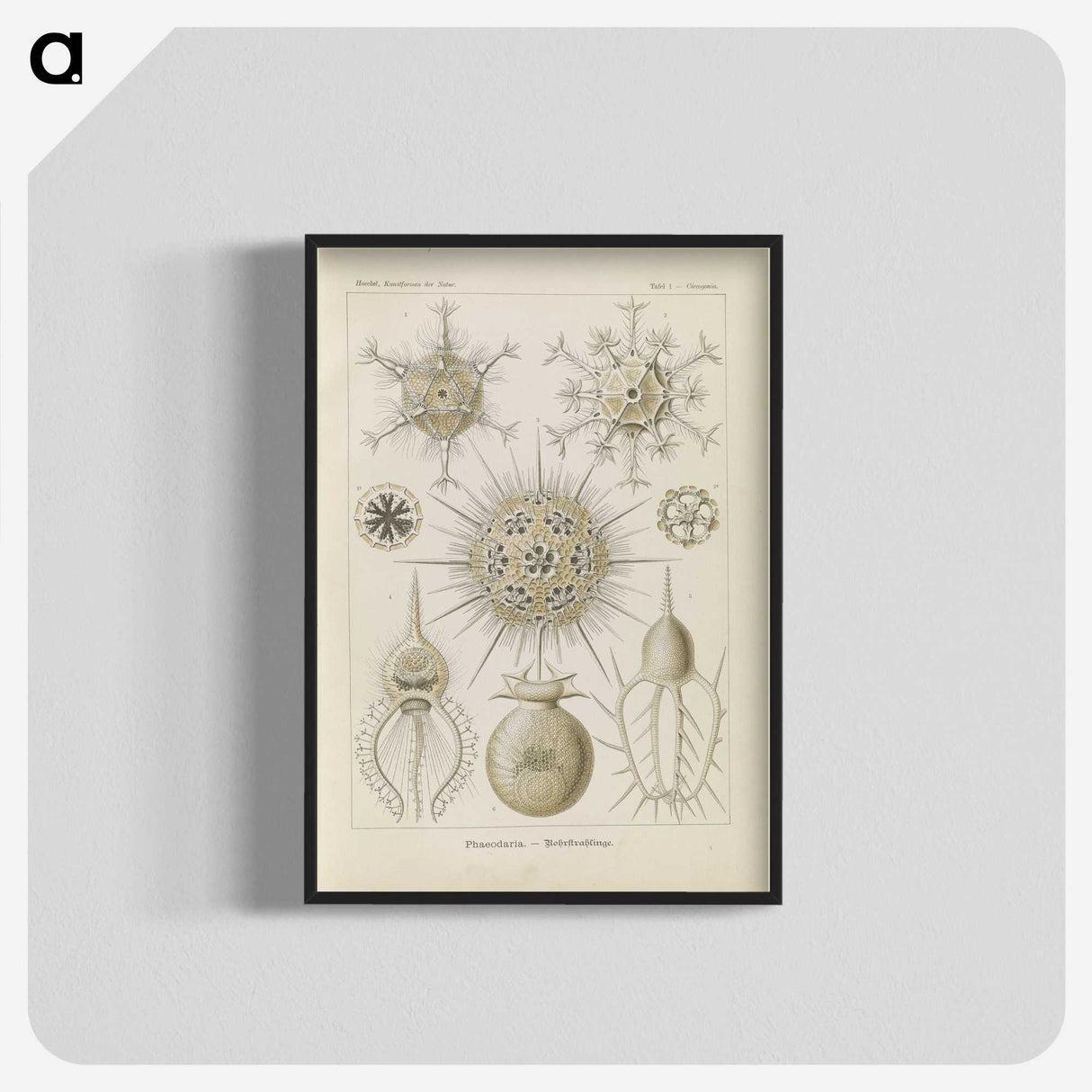 3-29_Ernst-Haeckel_blk-crop
