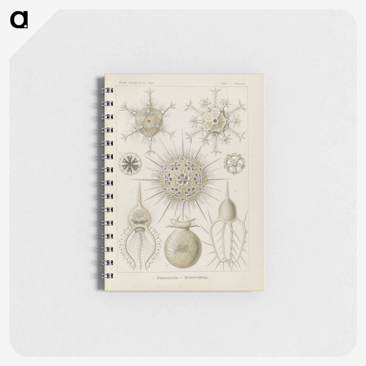 3-29_Ernst-Haeckel_memo