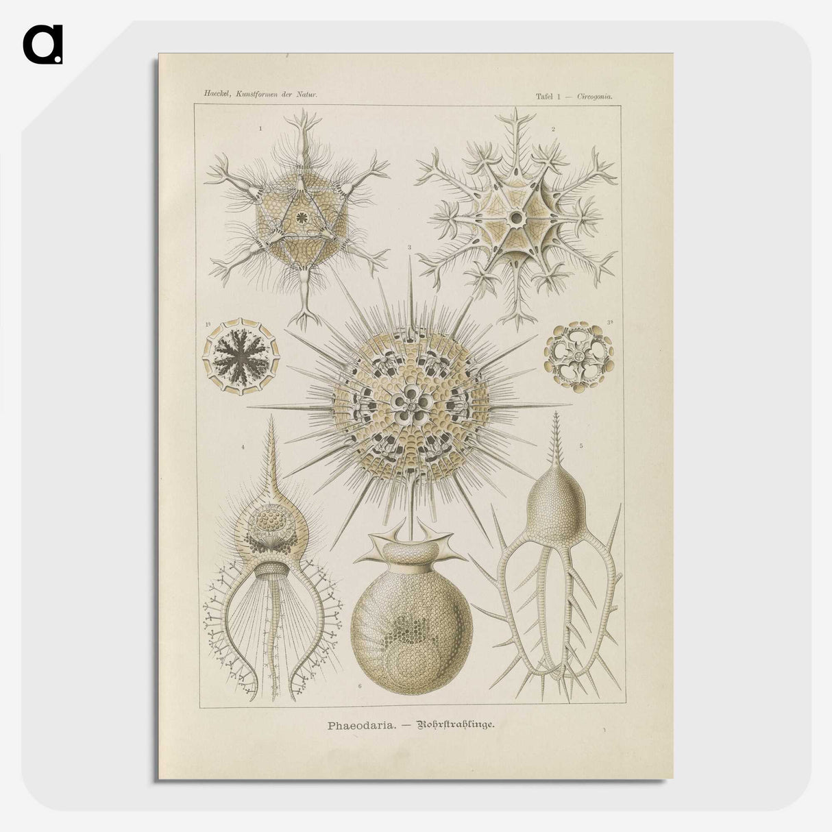 3-29_Ernst-Haeckel_picture-crop