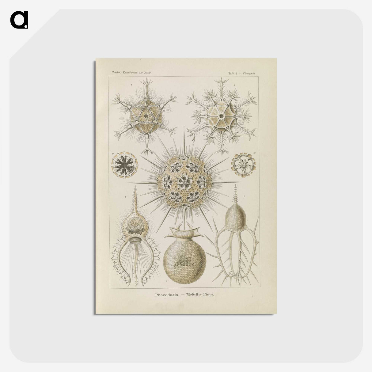 3-29_Ernst-Haeckel_postcard
