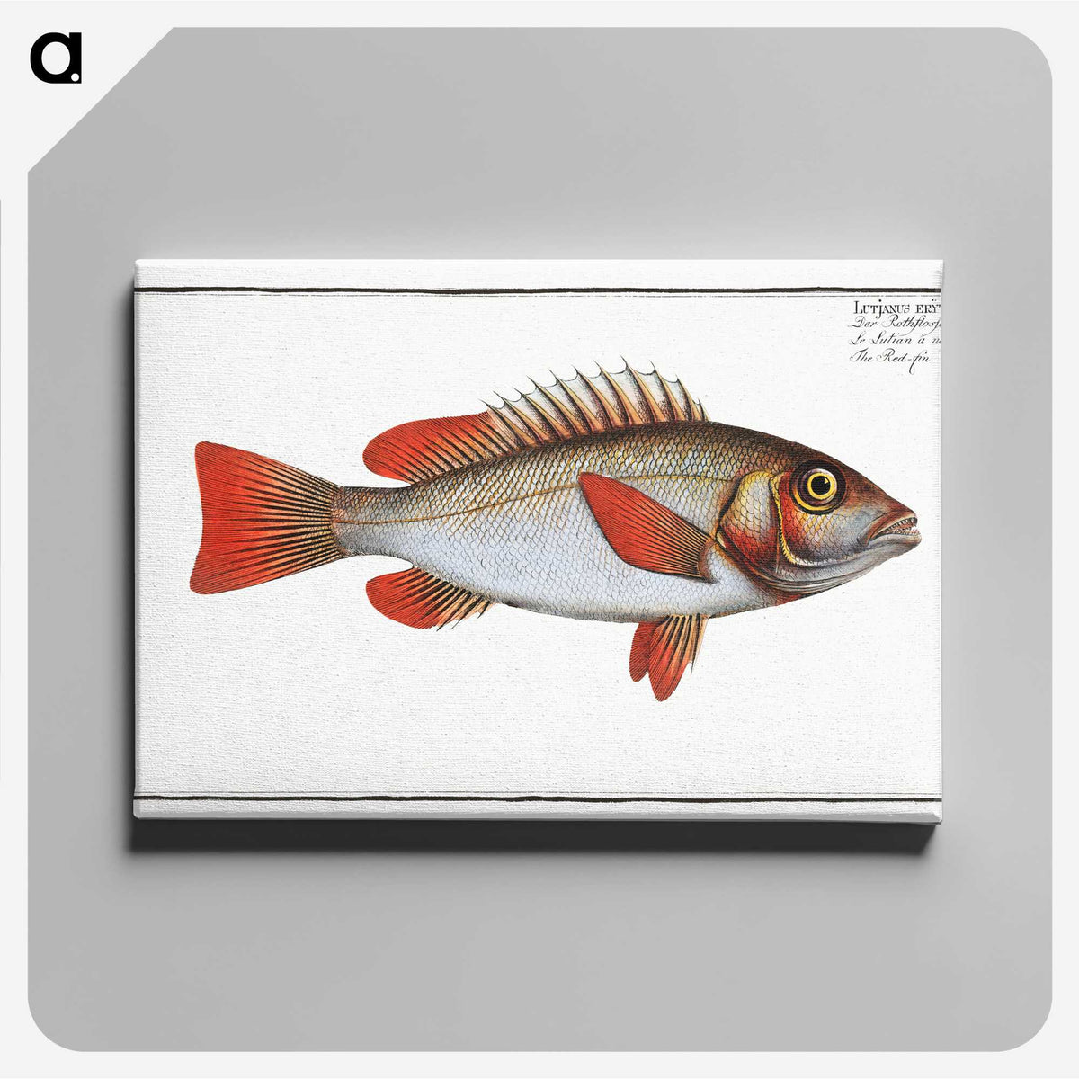 3-29_Ichtyologie-ou-Histoire-naturelle_canvas