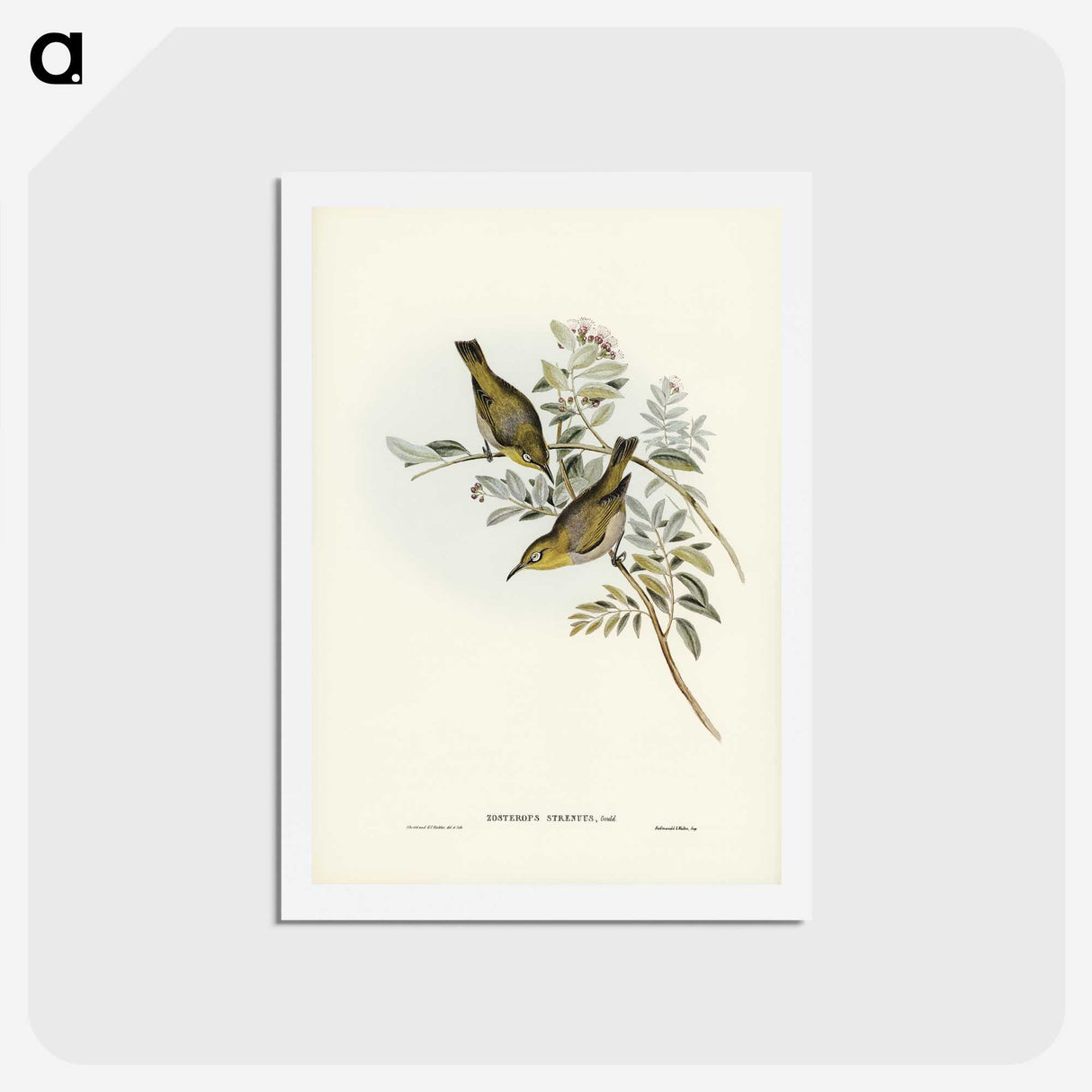 3-29_John-Gould_hagaki