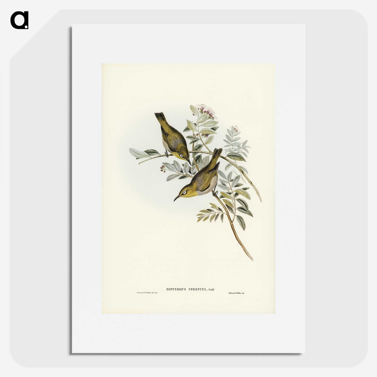 3-29_John-Gould_picture