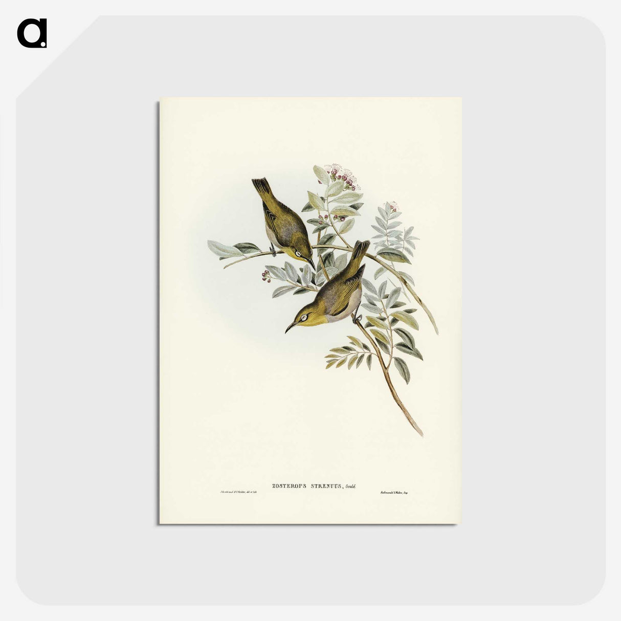 3-29_John-Gould_postcard