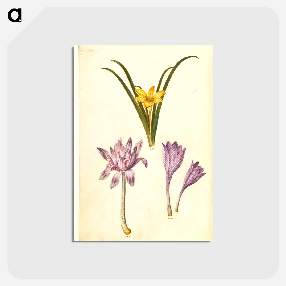 アートポストカード-Sternbergia, Colchicum, and Colchicum
- マリア ジビーラ メーリアン Postcard.