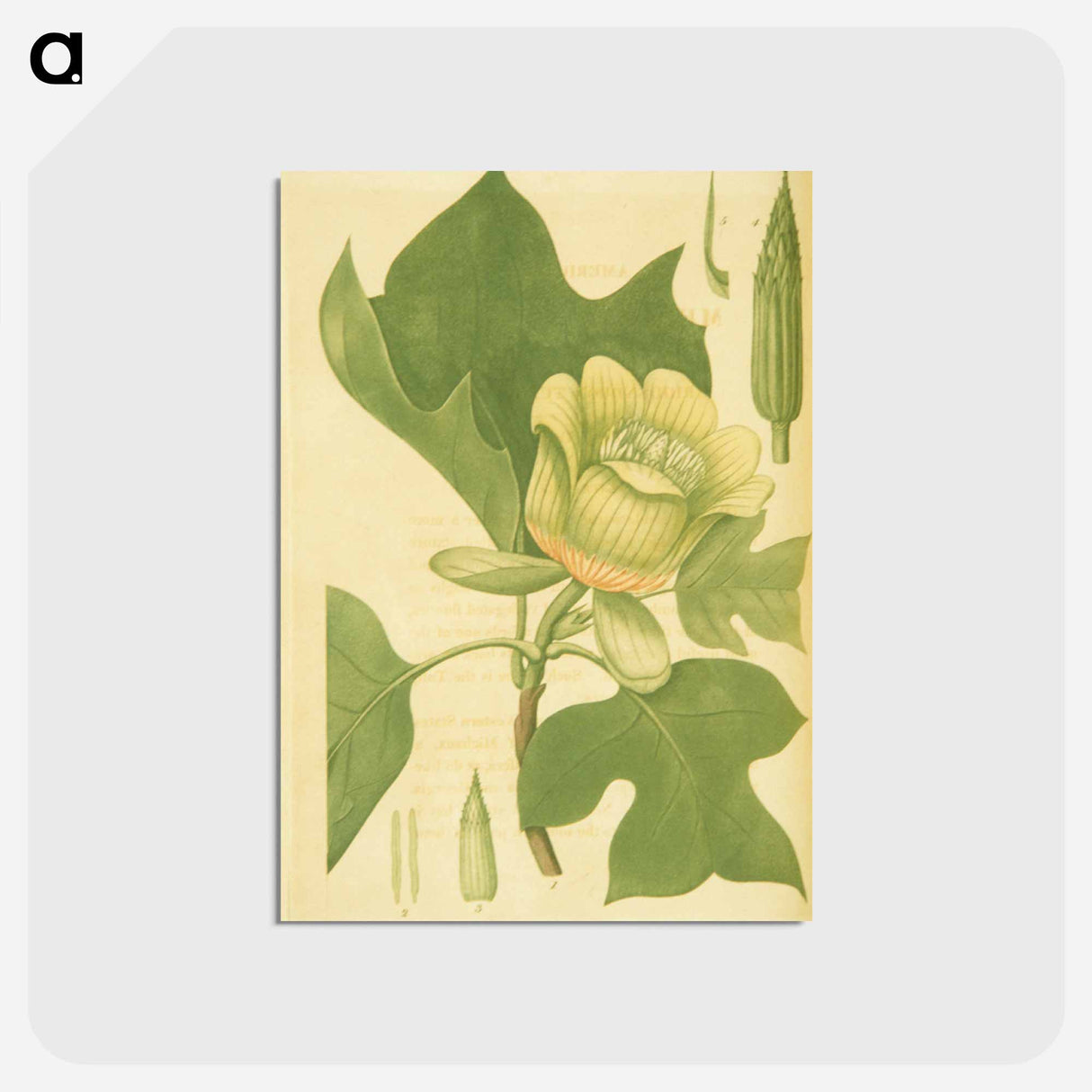 アートポストカード-Liriodendron tulipifera
- 国立医学図書館 Postcard.