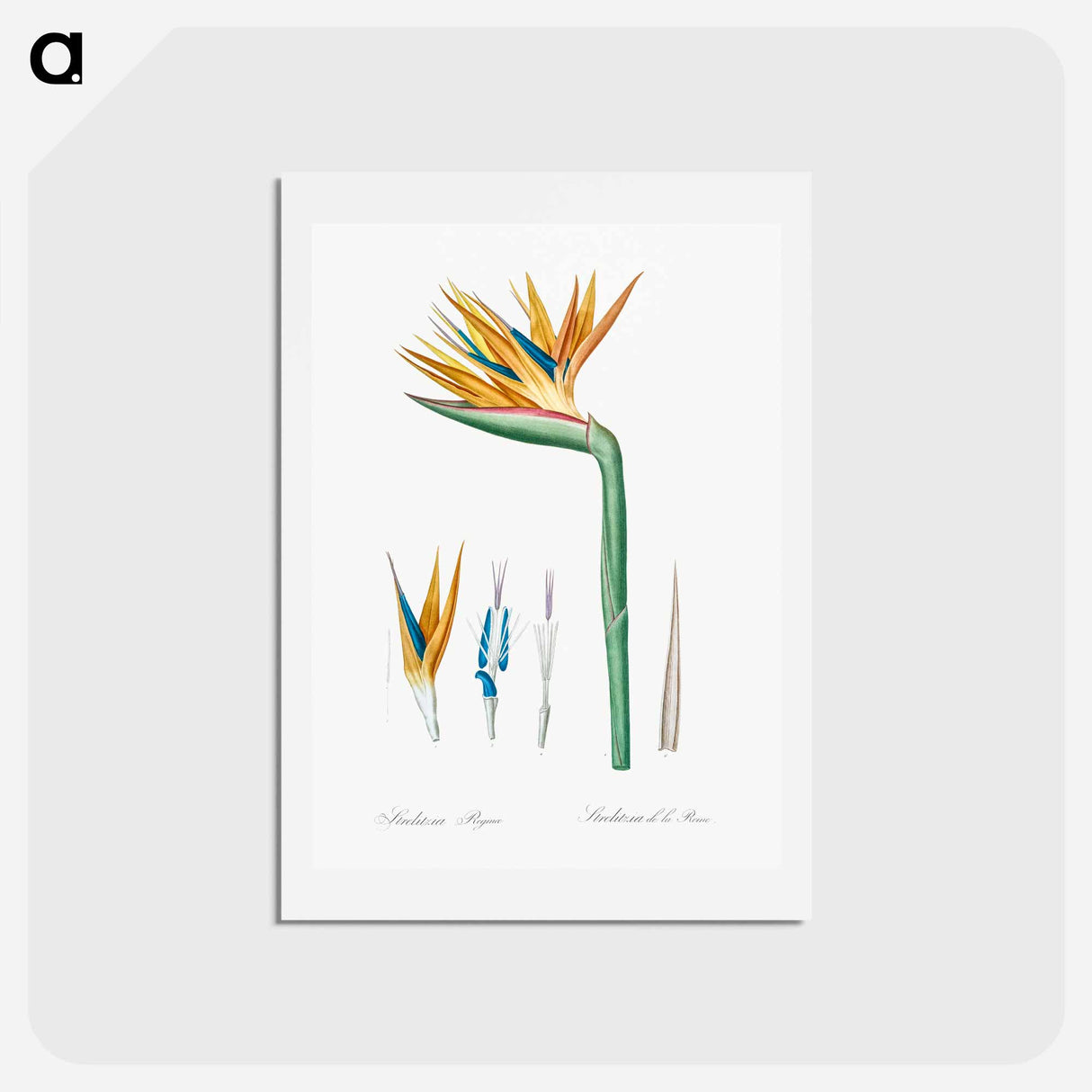 アートポストカード-Bird of paradise illustration - ピエール ジョゼフ ルドゥーテ Postcard.