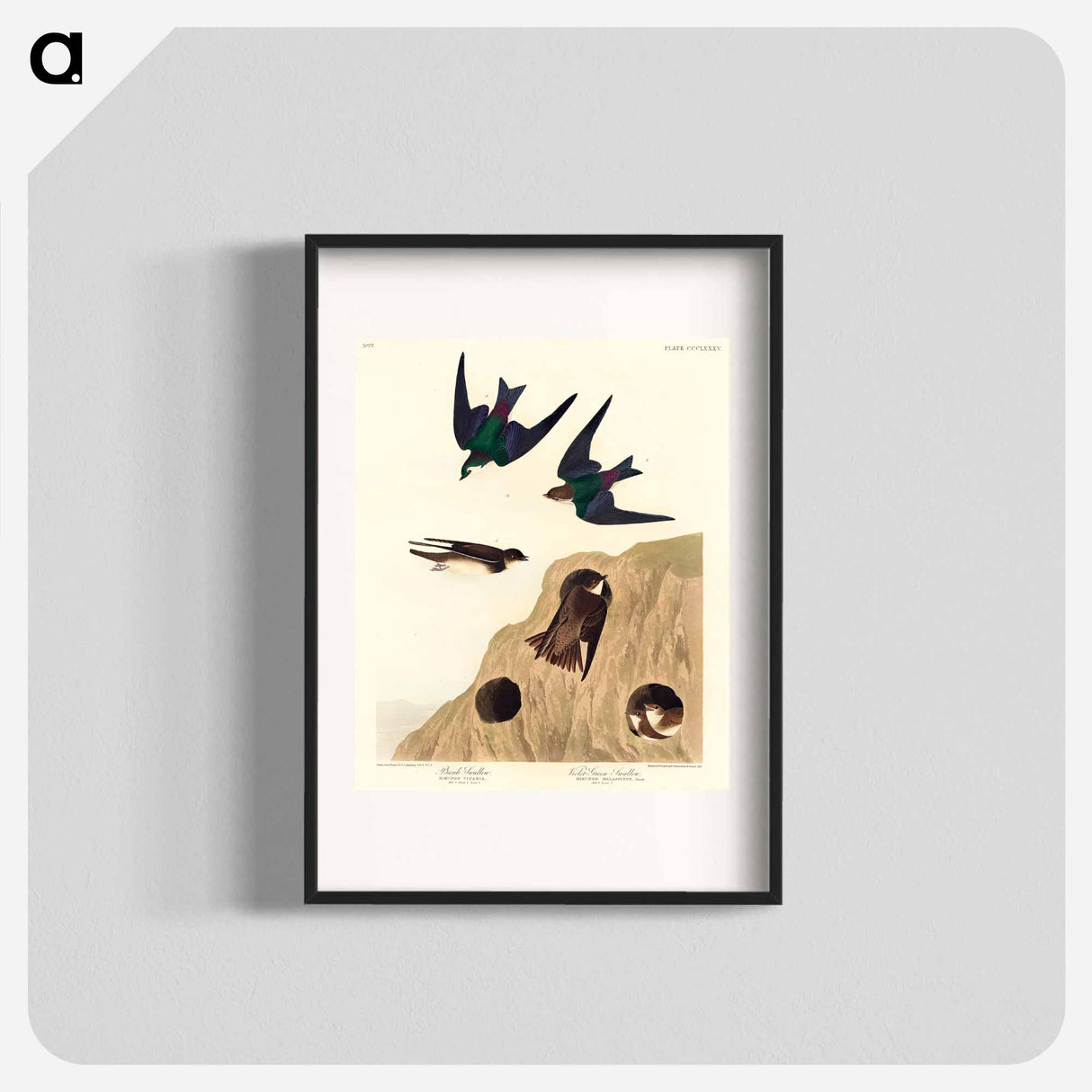 アートポスター-Bank Swallow and Violet-green Swallow from Birds of America
- アメリカの鳥たち Poster.