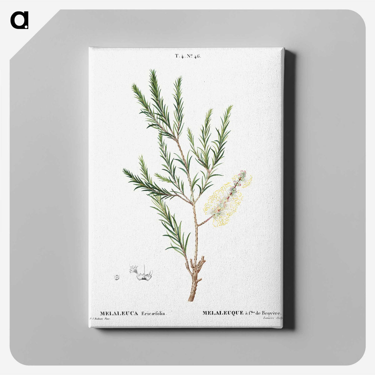 3-29_Treatise-on-Trees-and-Shrubs_canvas