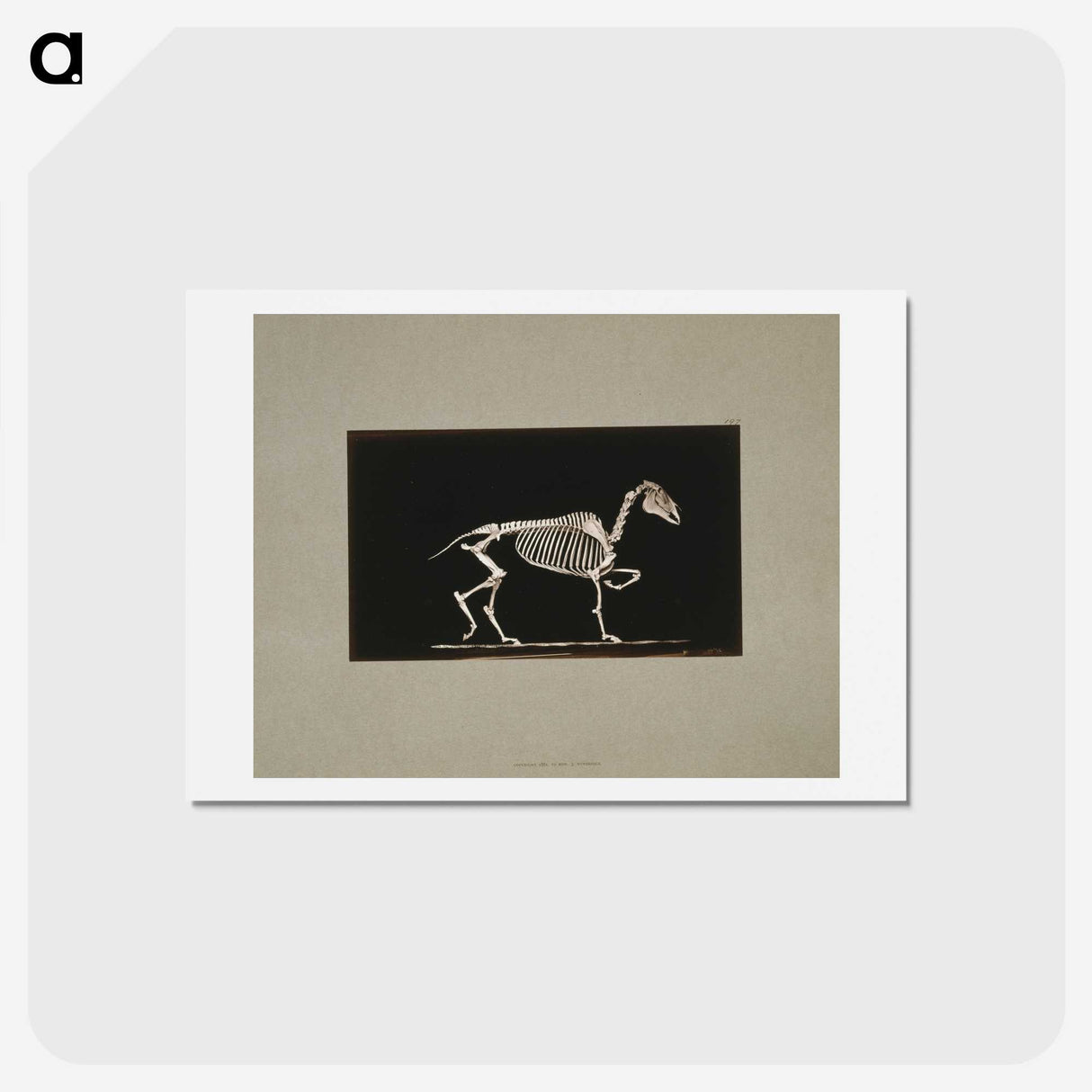 3-2_Eadweard-Muybridge_hagaki