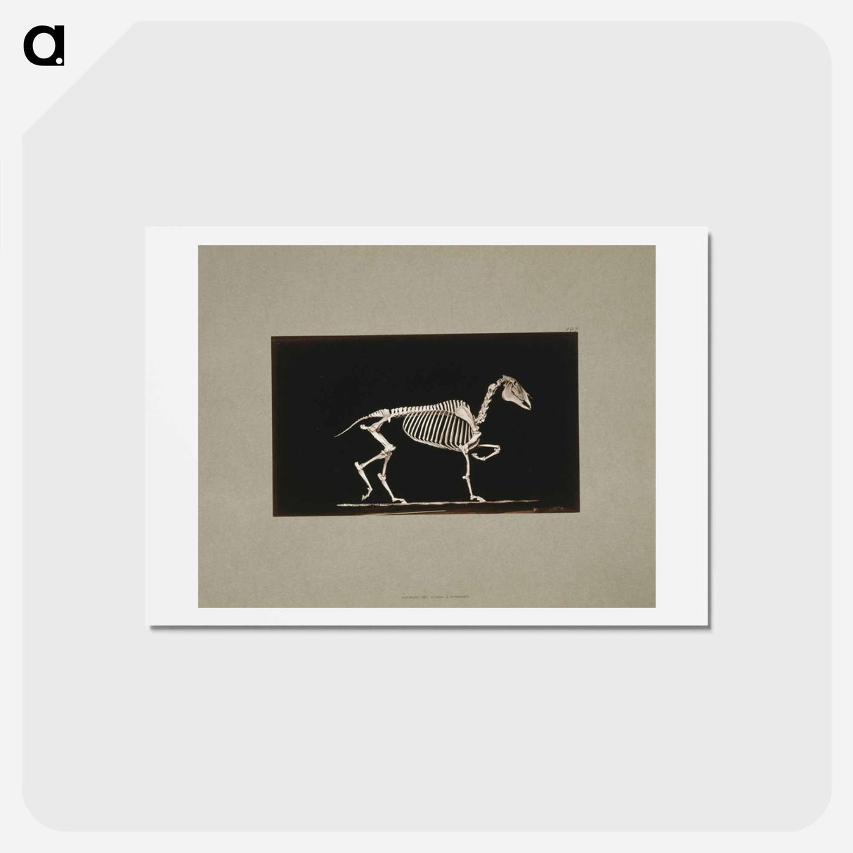 アートポストカード-Trotting Horse Skeleton
- エドワード マイブリッジ Postcard.