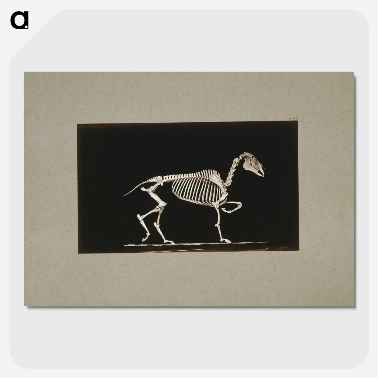 3-2_Eadweard-Muybridge_picture-crop