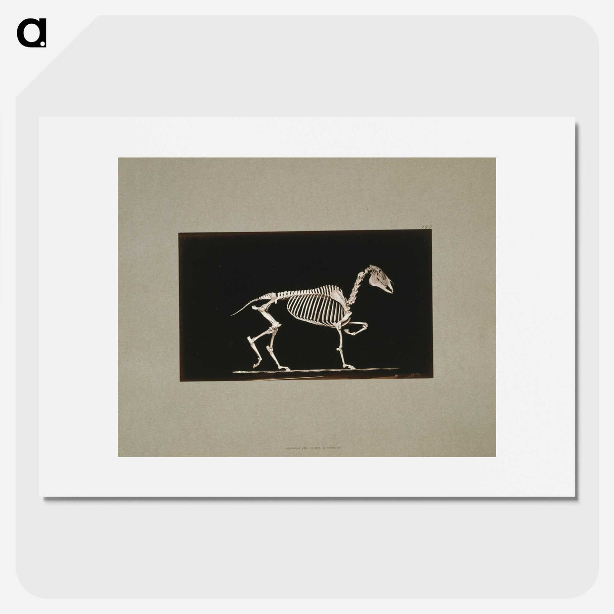 3-2_Eadweard-Muybridge_picture