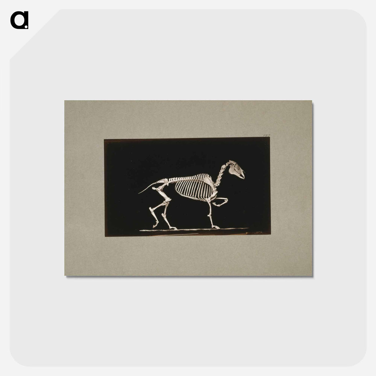 アートポストカード-Trotting Horse Skeleton
- エドワード マイブリッジ Postcard.