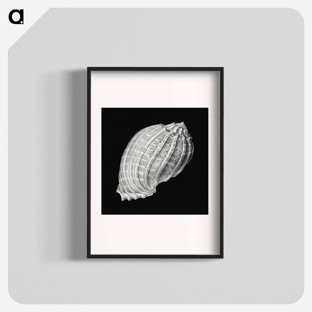 Vintage shell marine life illustration - エルンスト ヘッケル Poster.