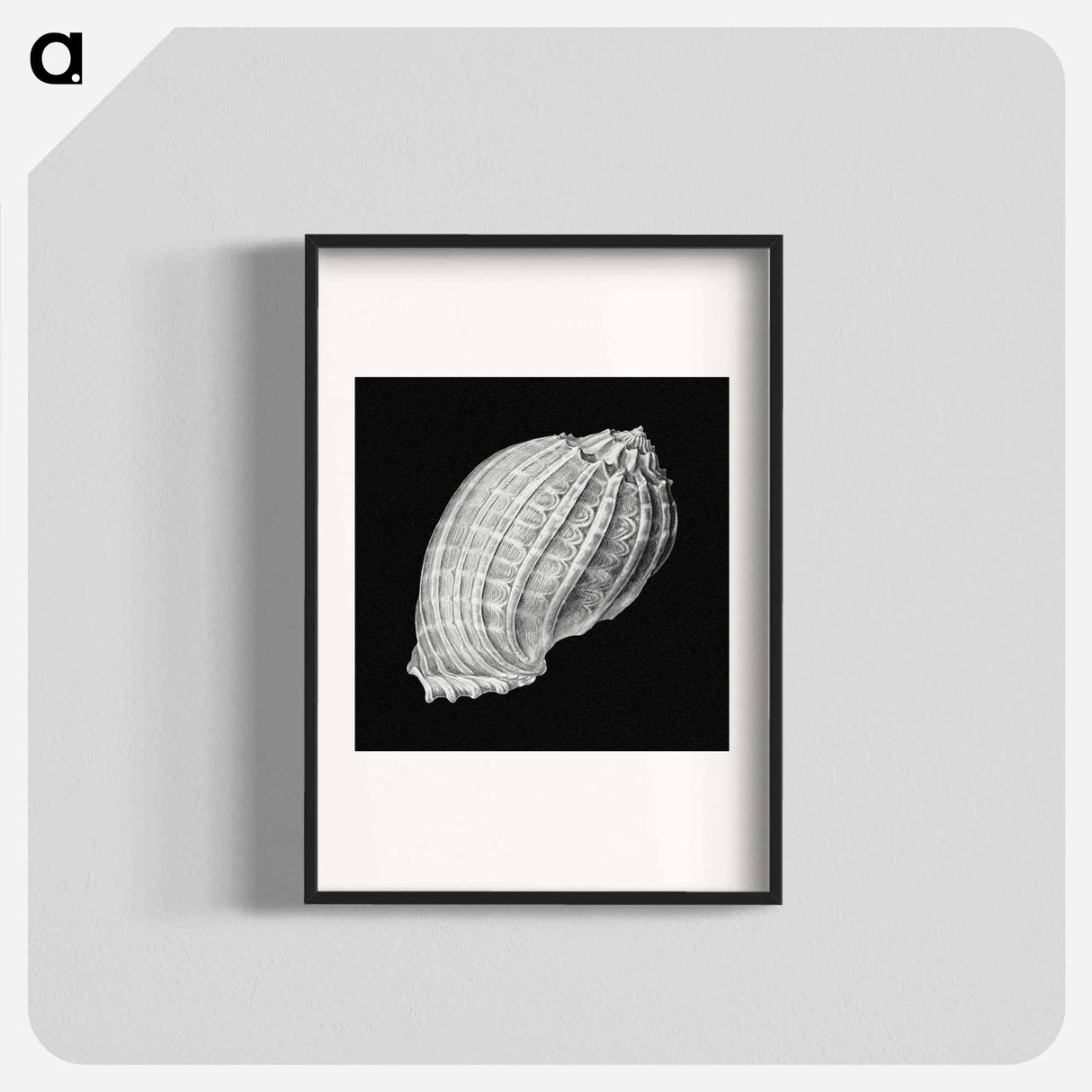 Vintage shell marine life illustration - エルンスト ヘッケル Poster.