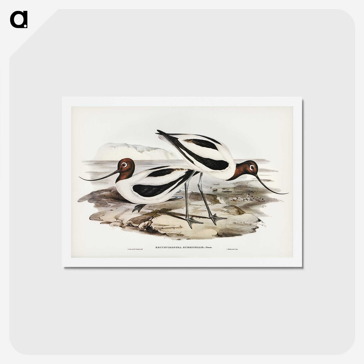 3-2_John-Gould_hagaki