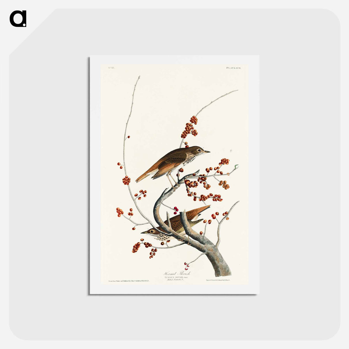 Hermit Thrush
- ジョン ジェームス オーデュボン Postcard.