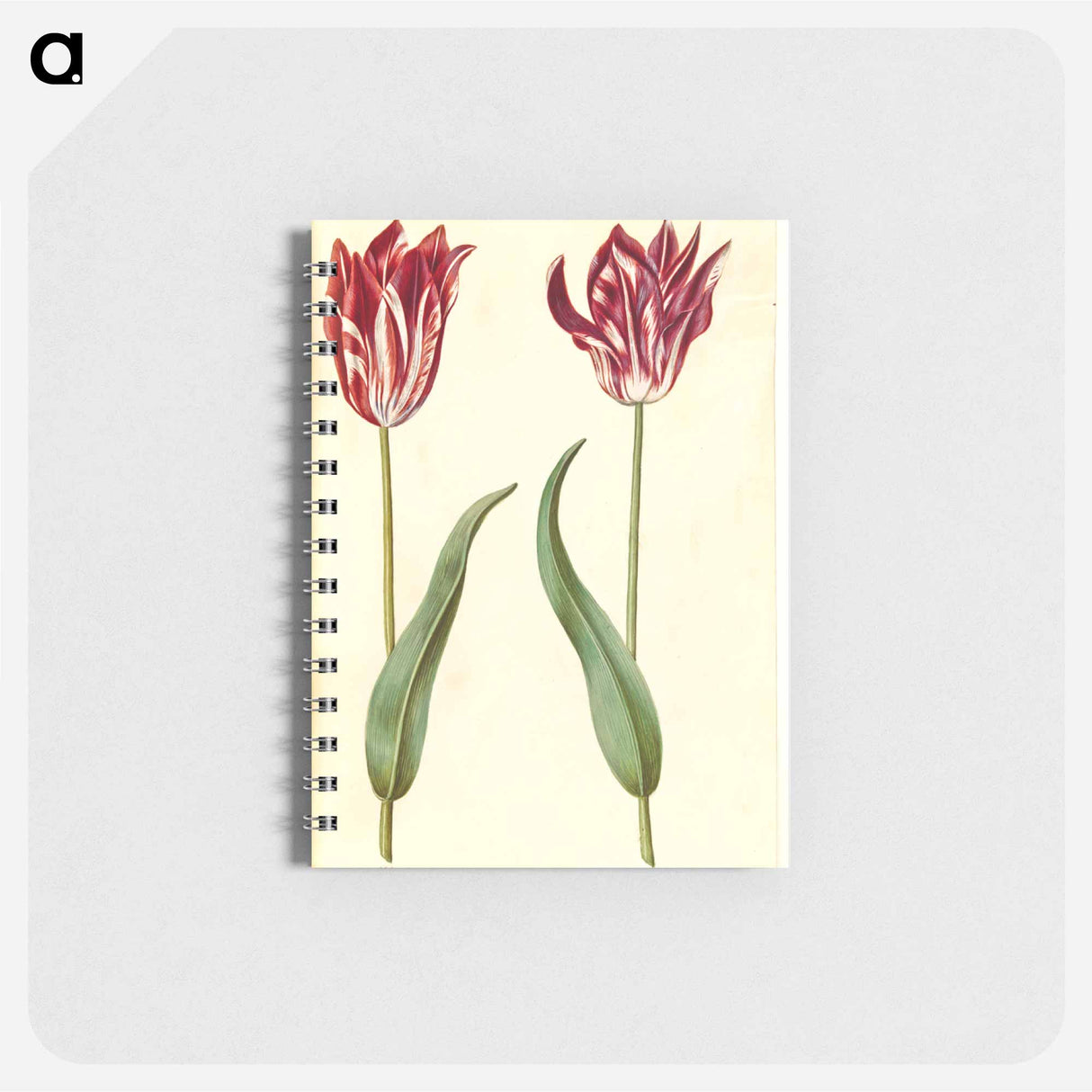 アートメモ帳-Tulipa Gesneriana
- マリア ジビーラ メーリアン Memo.