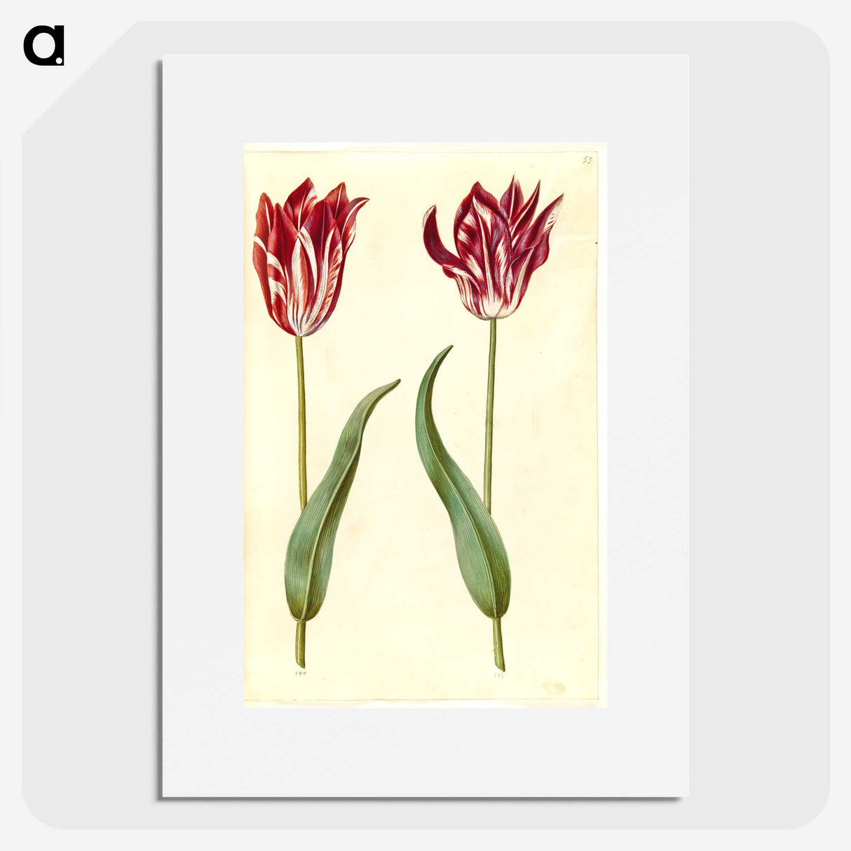 3-2_Maria-Sibylla-Merian_picture