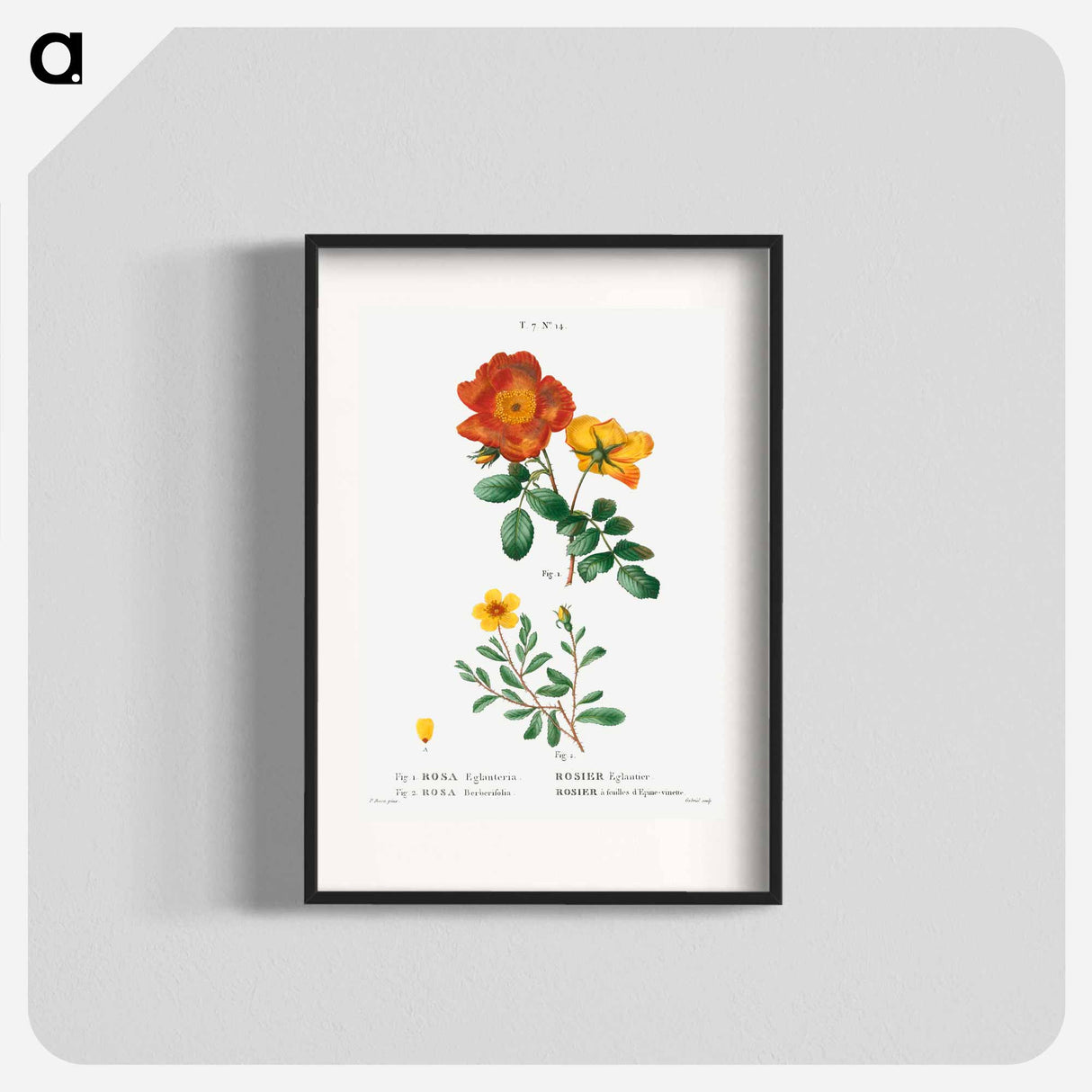 Sweetbriar rose, Rosa eglanteria 2. Hulthemia rose, Rosa berberifolia - ピエール ジョゼフ ルドゥーテ Poster.