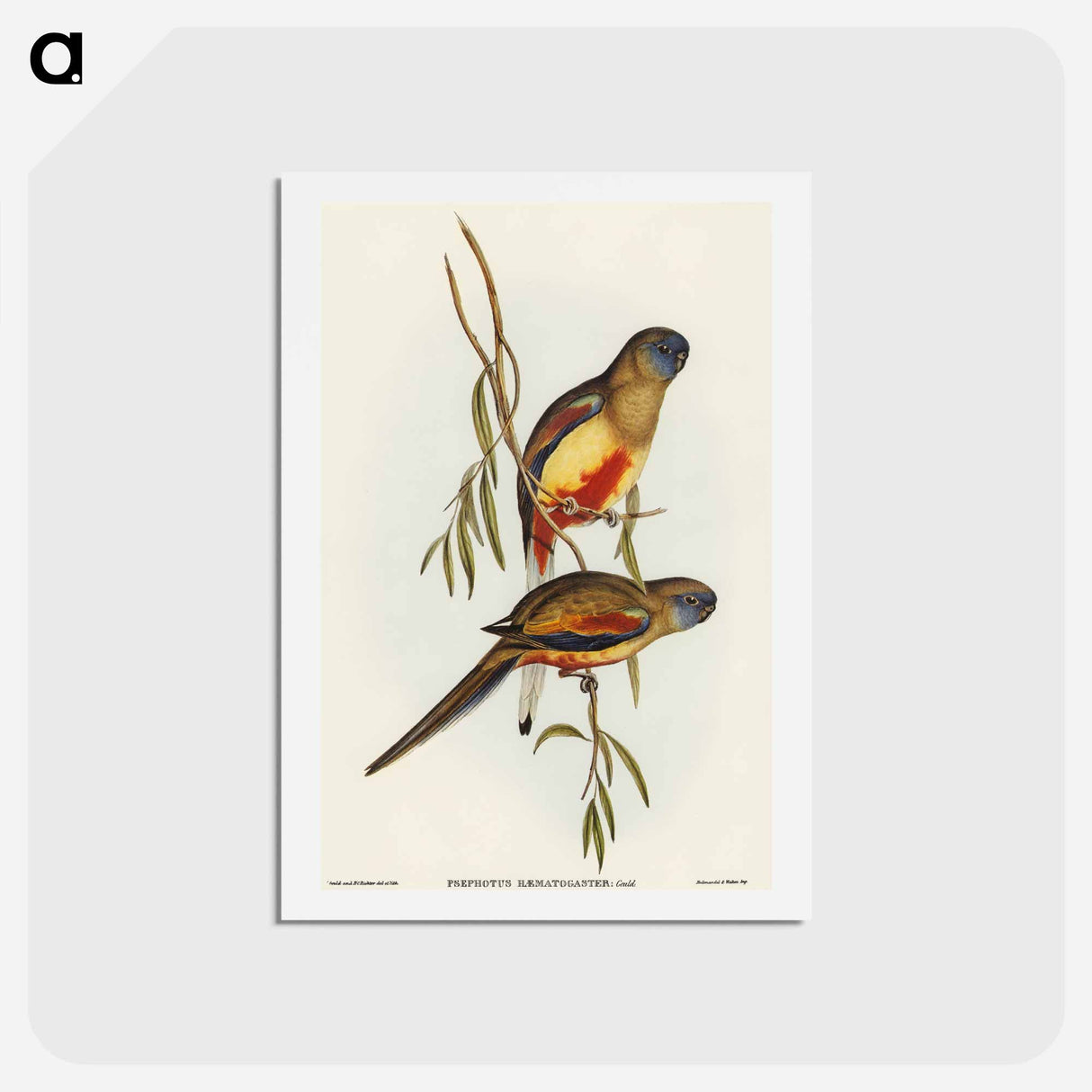 アートポストカード-Crimson-bellied Parakeet
- オーストラリアの鳥 Postcard.