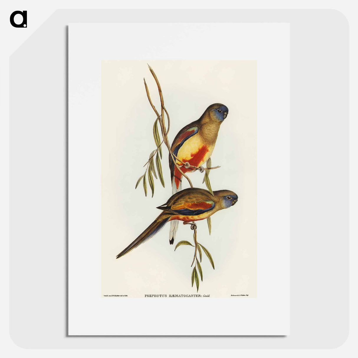 Crimson-bellied Parakeet
- オーストラリアの鳥 Poster.