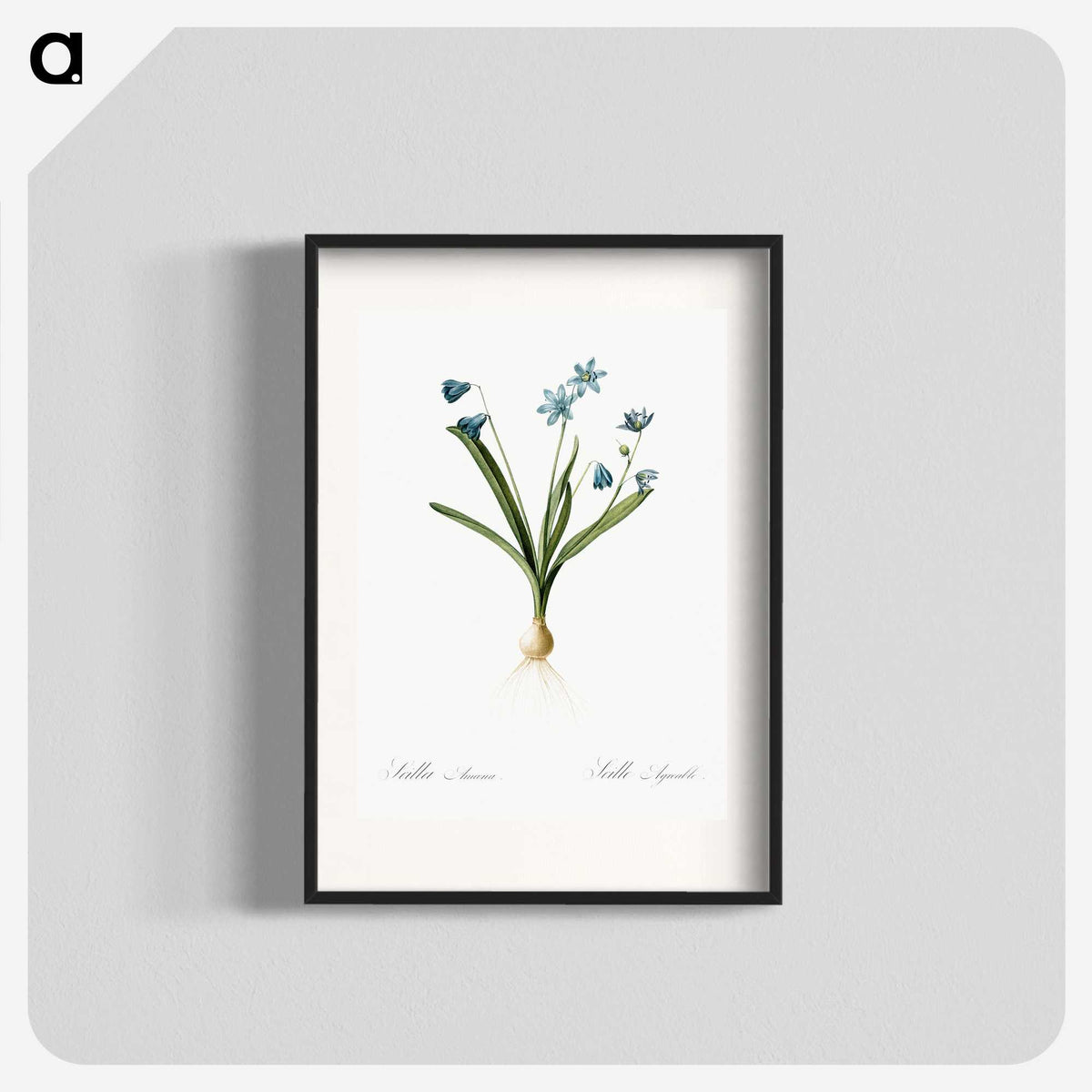 3-2_The-Lilies_blk