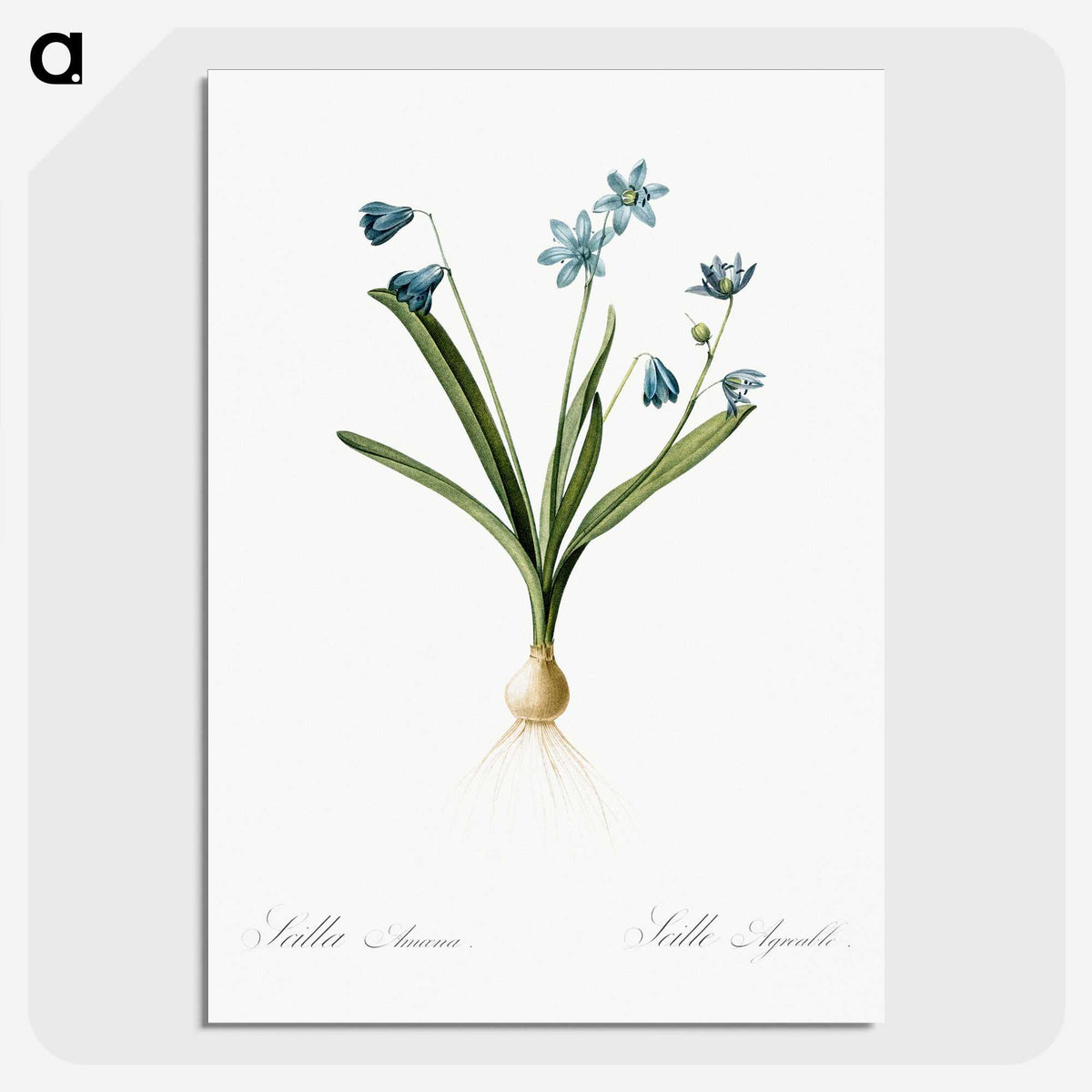 3-2_The-Lilies_picture-crop