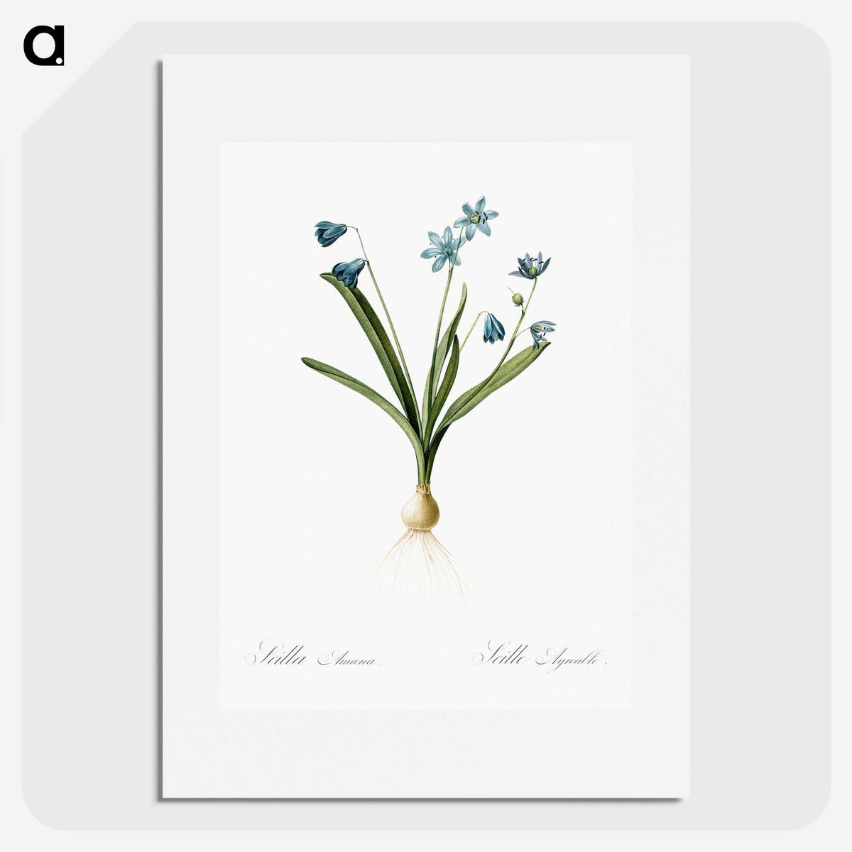 3-2_The-Lilies_picture
