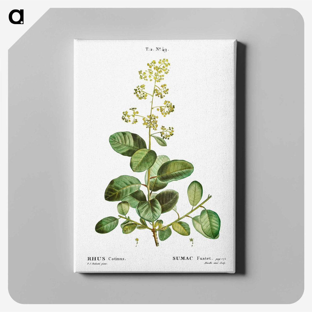 3-2_Treatise-on-Trees-and-Shrubs_canvas