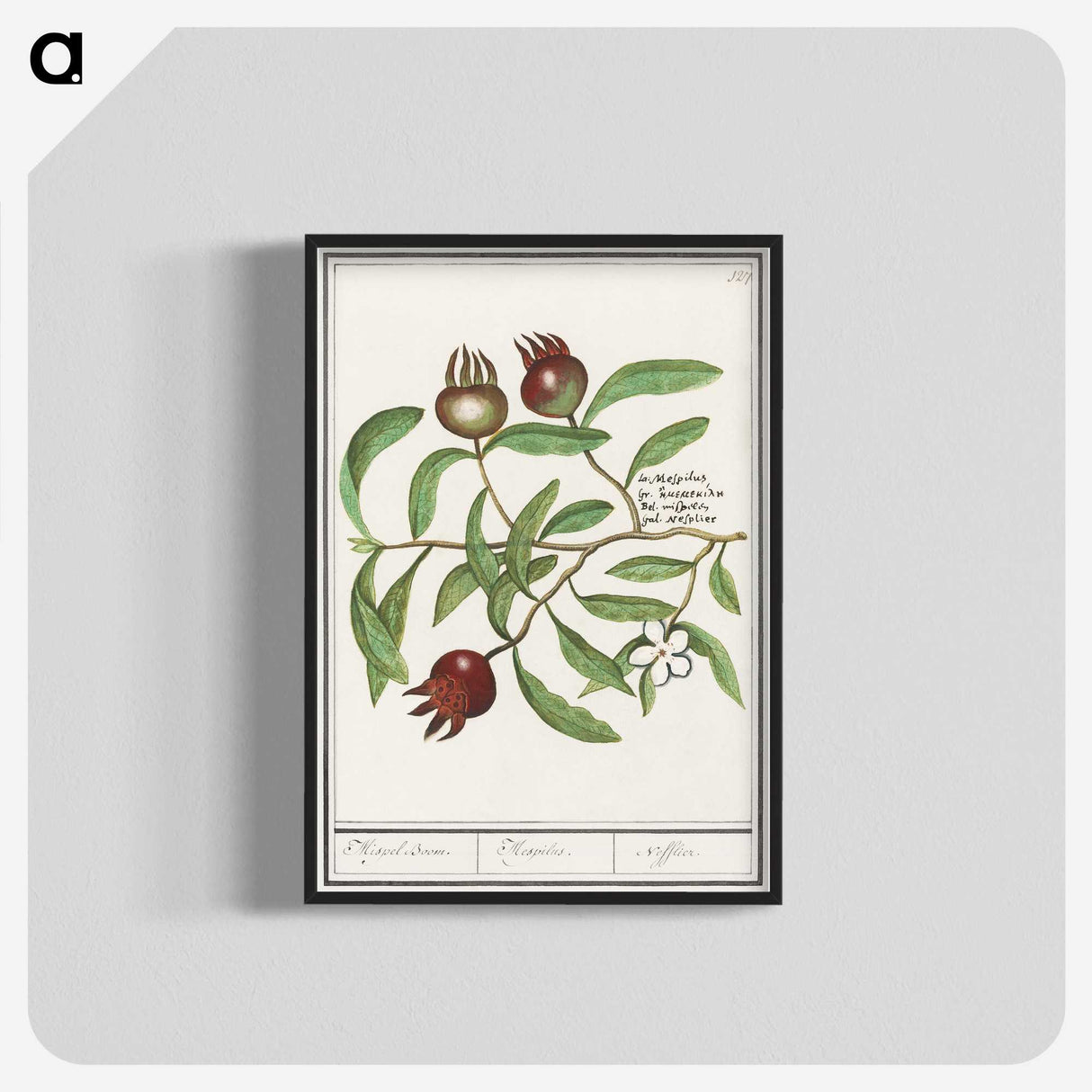3-30_Anselmus-Boetius-de-Boodt_blk-crop