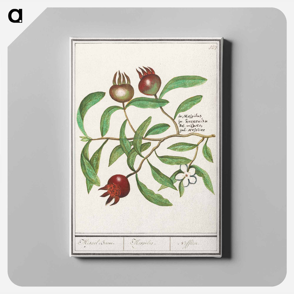 Mispel, Mespilus germanica - アンセルムス ボエティウス デ ブート Canvas.