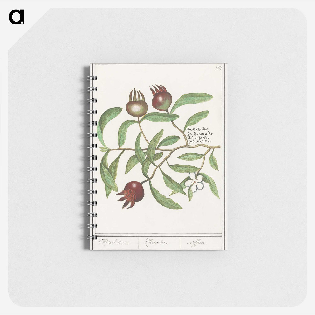 3-30_Anselmus-Boetius-de-Boodt_memo