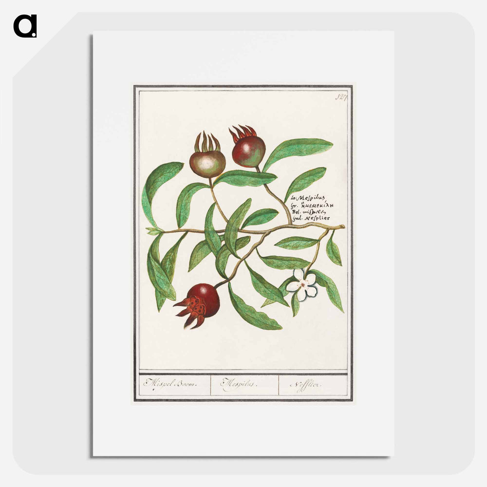Mispel, Mespilus germanica - アンセルムス ボエティウス デ ブート Poster.