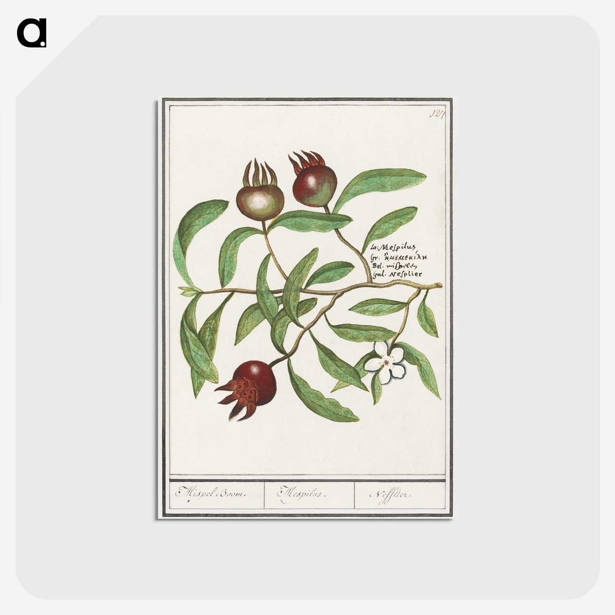 3-30_Anselmus-Boetius-de-Boodt_postcard