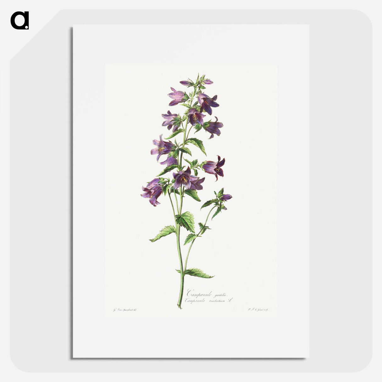 アートポスター-Campanule Gantelée
- クリーブランド美術館 Poster.