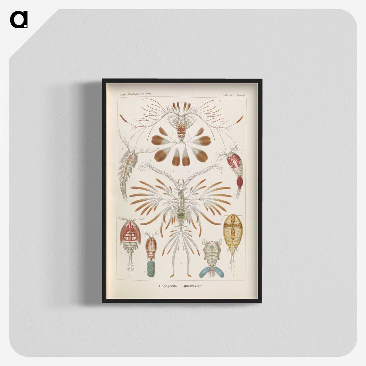 3-30_Ernst-Haeckel_blk-crop