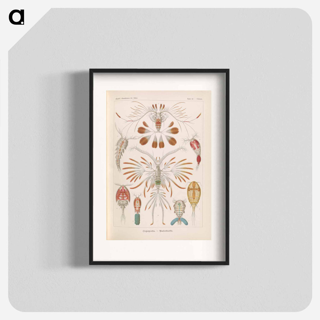 Marine life illustration - エルンスト ヘッケル Poster.