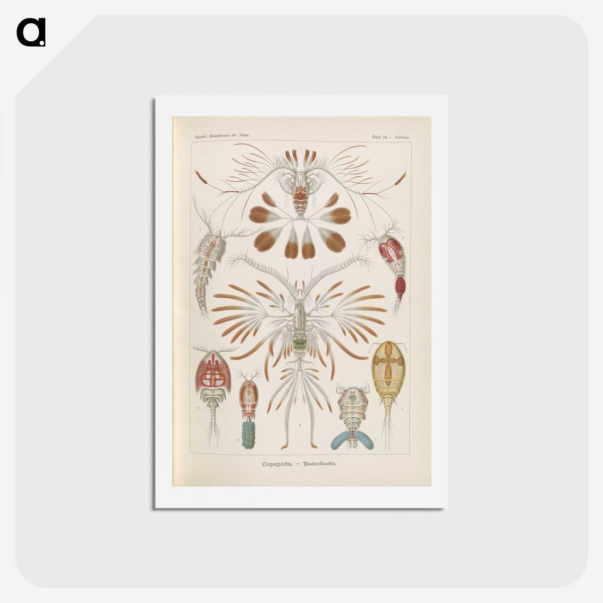 3-30_Ernst-Haeckel_hagaki