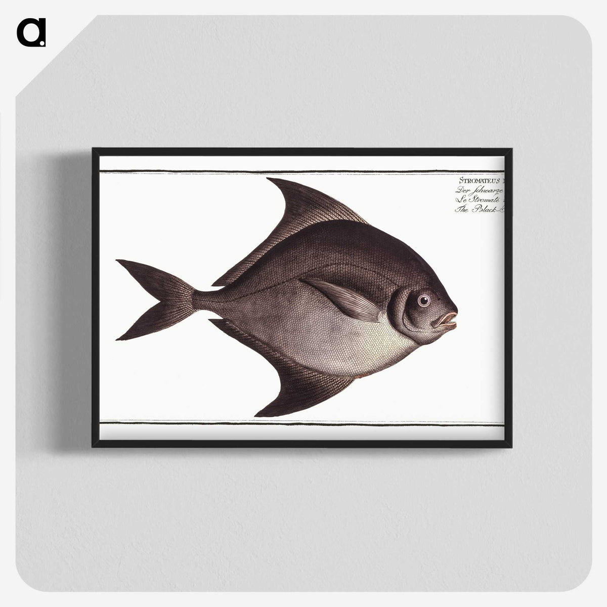 3-30_Ichtyologie-ou-Histoire-naturelle_blk-crop