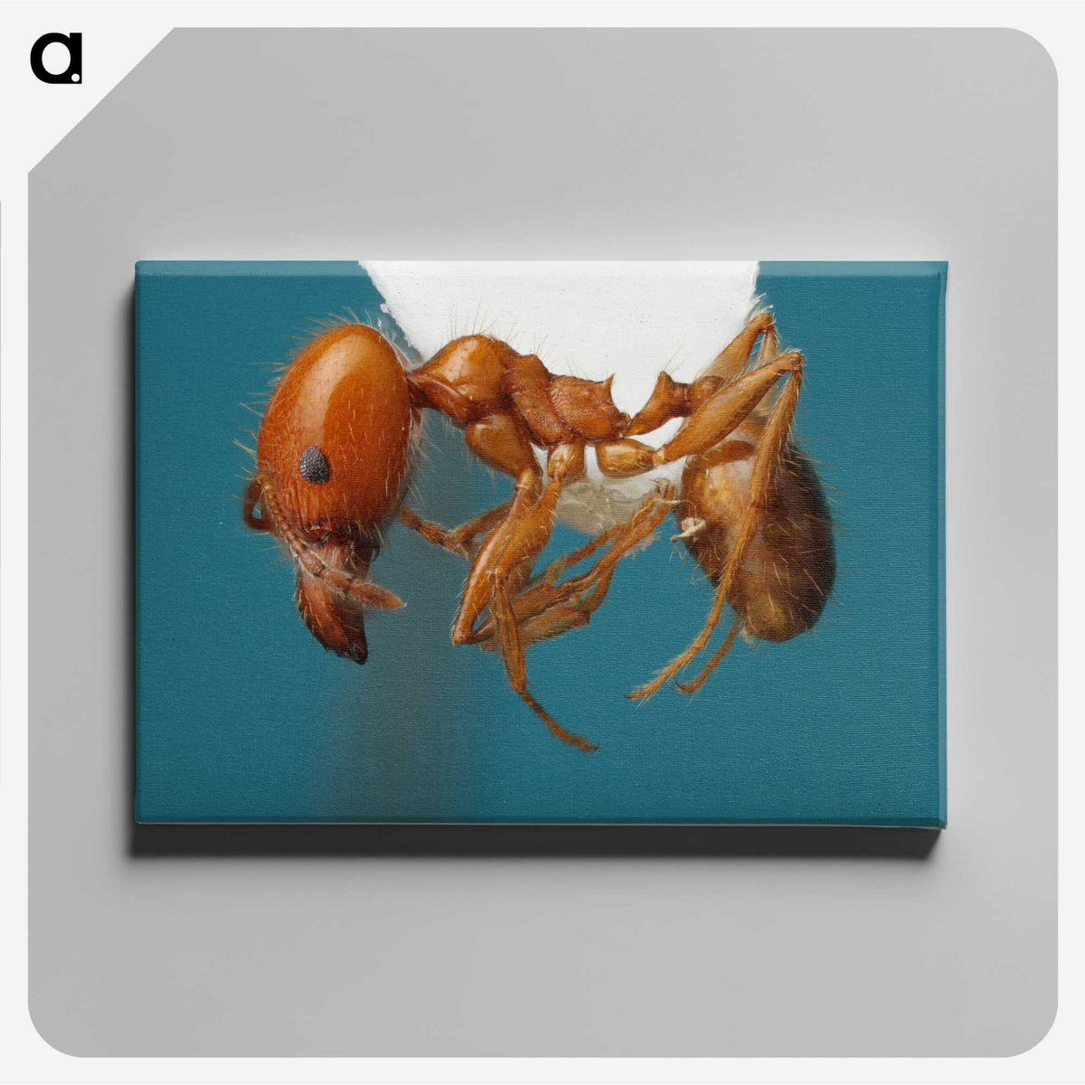 3-30_Insects-Unlocked-Project_canvas