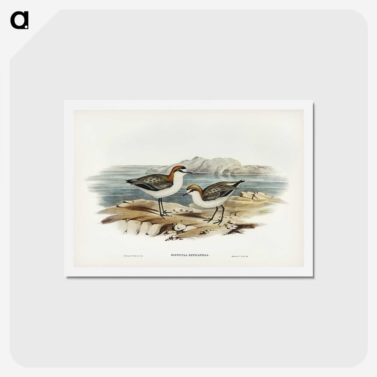 3-30_John-Gould_hagaki