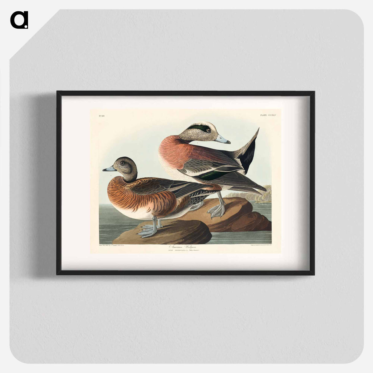 アートポスター-American Widgeon
- ジョン ジェームス オーデュボン Poster.