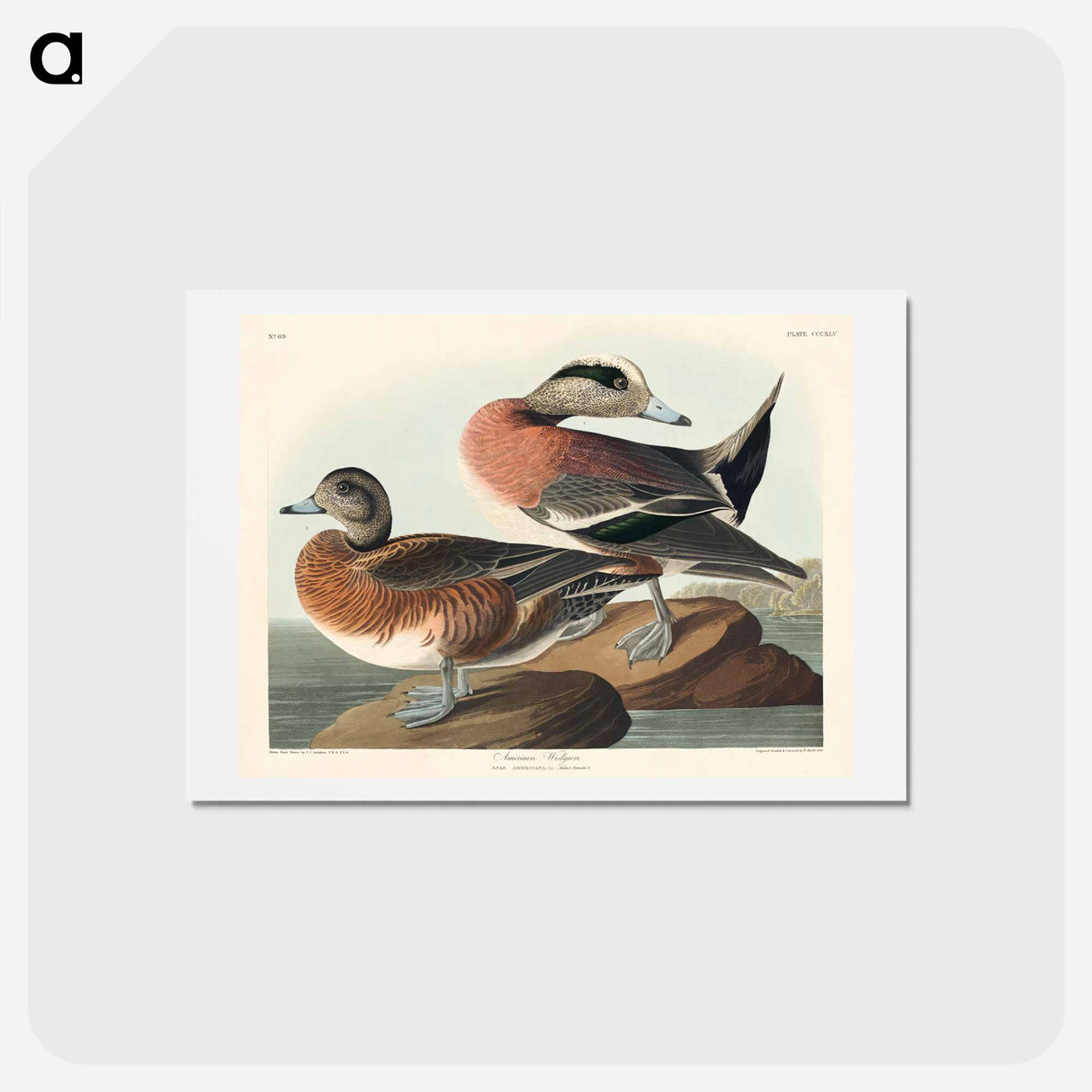 アートポストカード-American Widgeon
- ジョン ジェームス オーデュボン Postcard.