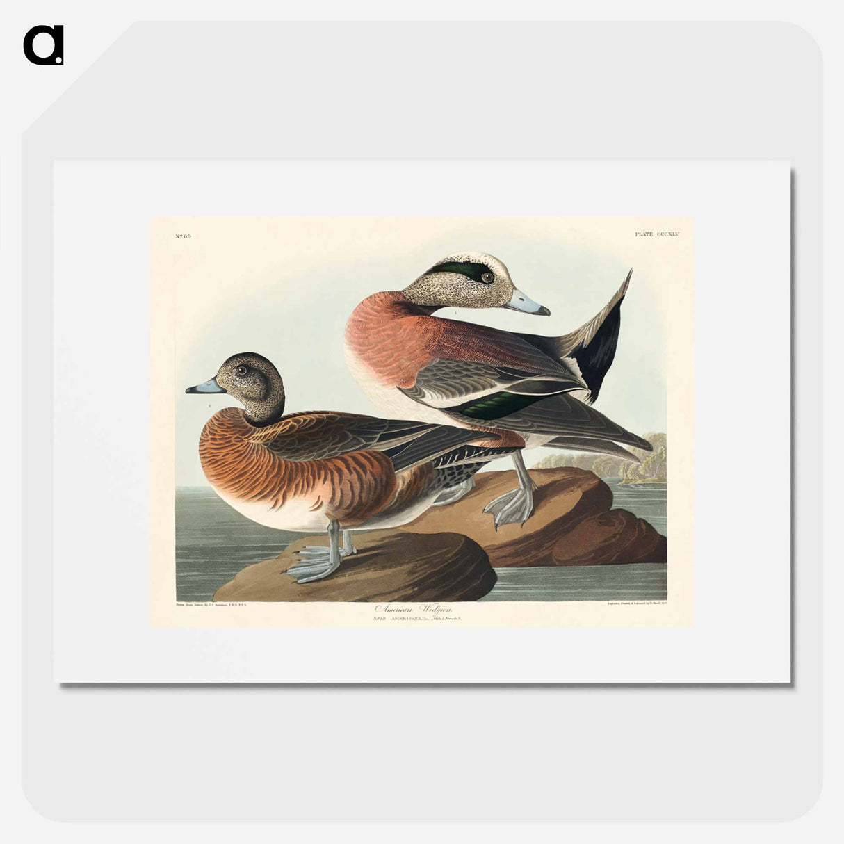 アートポスター-American Widgeon
- ジョン ジェームス オーデュボン Poster.