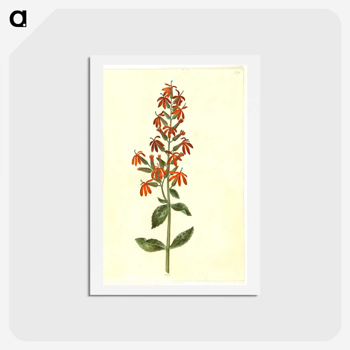 3-30_Maria-Sibylla-Merian_hagaki