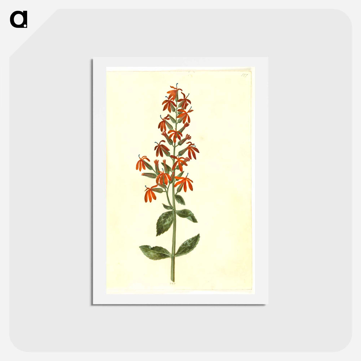 アートポストカード-Lobelia cardinalis
- マリア ジビーラ メーリアン Postcard.