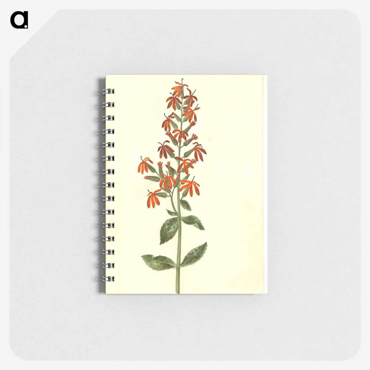 3-30_Maria-Sibylla-Merian_memo